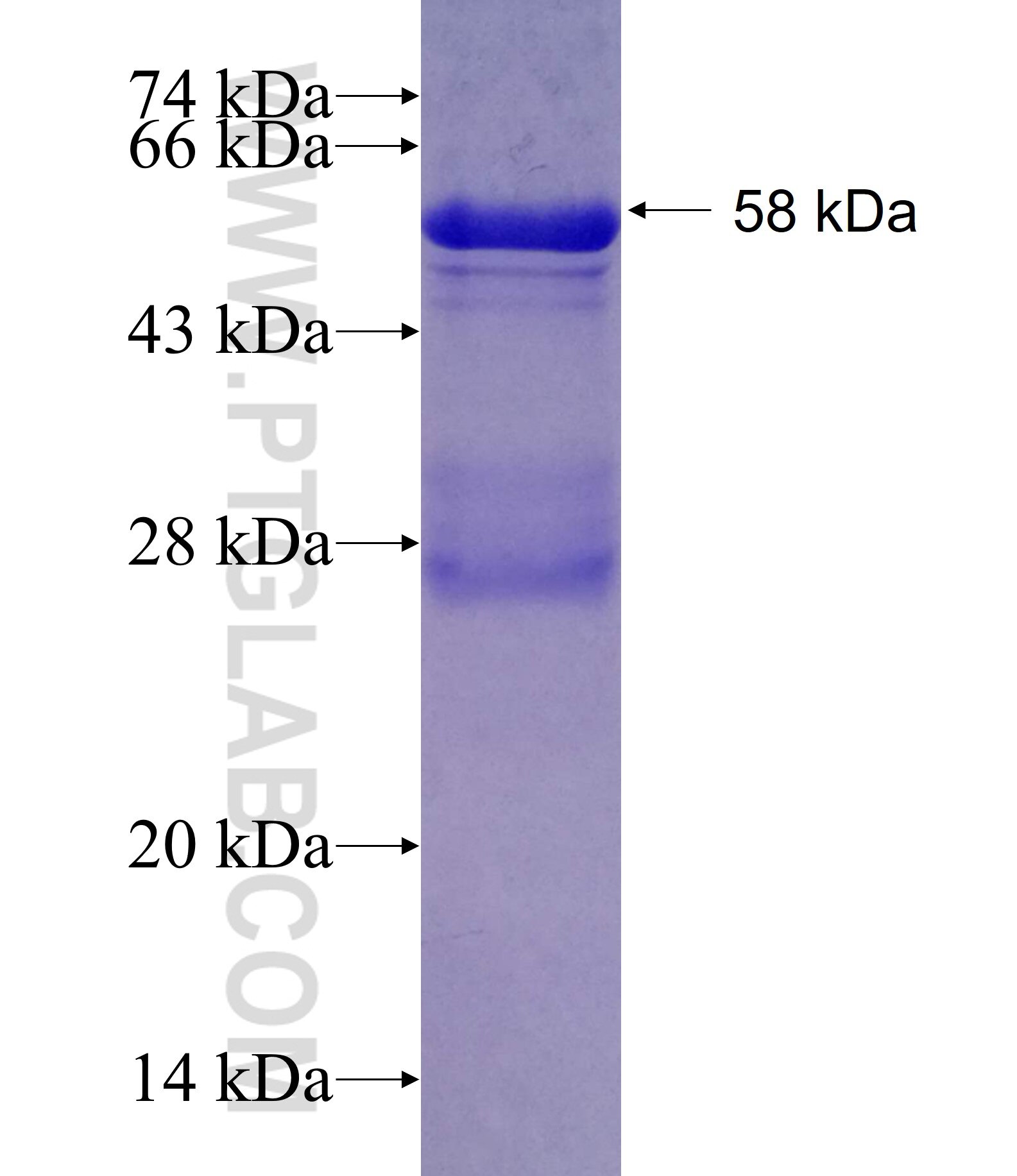 B3GALTL fusion protein ag6146 SDS-PAGE