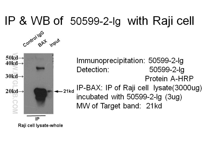 BAX IP 50599-2-Ig BAX Antibody BCL2L4