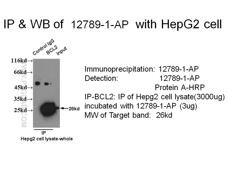 BCL2 IP 12789-1-AP BCL2 Antibody Bcl-2
