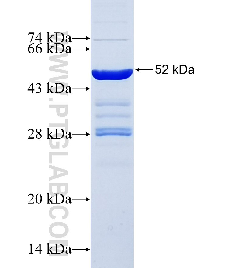 BCL2 fusion protein ag3508 SDS-PAGE