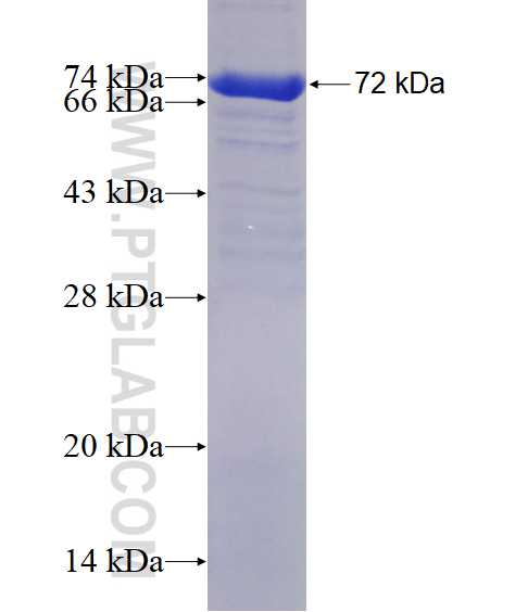 BCOR fusion protein ag2752 SDS-PAGE