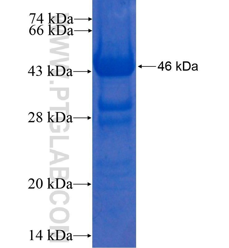 BCS1L fusion protein ag0231 SDS-PAGE