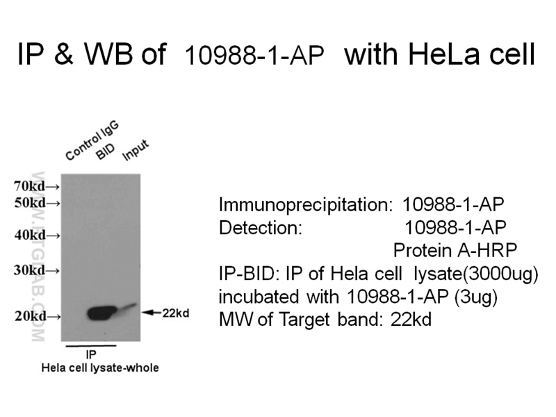 BID IP 10988-1-AP BID Antibody FP497; MGC15319; MGC42355