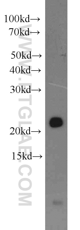 BID western blot WB 10988-1-AP BID Antibody FP497; MGC15319; MGC42355