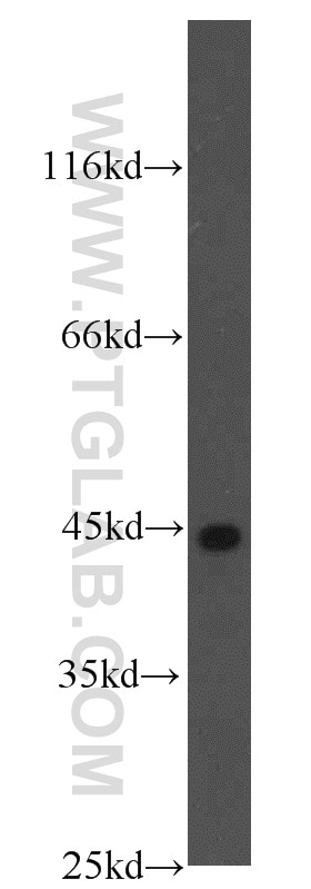 HeLa cells were subjected to SDS PAGE followed by western blot with 18933-1-AP(BMP2 Antibody) at dilution of 1:1000 BMP2 western blot WB 18933-1-AP BMP2 Antibody BMP2A