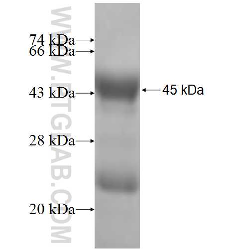 BTG1 fusion protein ag6651 SDS-PAGE