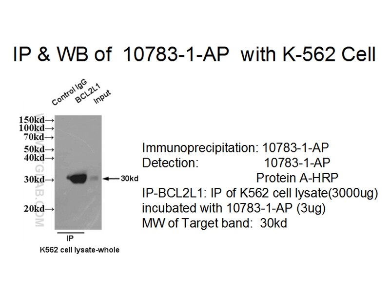 Bcl-xL IP 10783-1-AP Bcl-xL Antibody BCL-XL/S; BCL2L; BCLX; Bcl-X; DKFZp781P2092; bcl-xL; bcl-xS