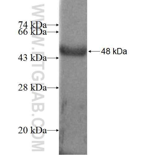 C11orf73 fusion protein ag6530 SDS-PAGE