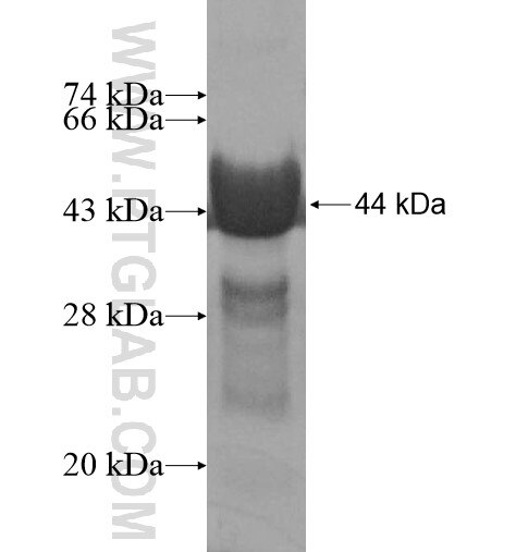 C19orf43 fusion protein ag13747 SDS-PAGE