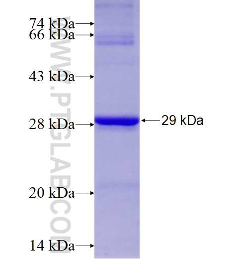 C19orf50 fusion protein ag13814 SDS-PAGE