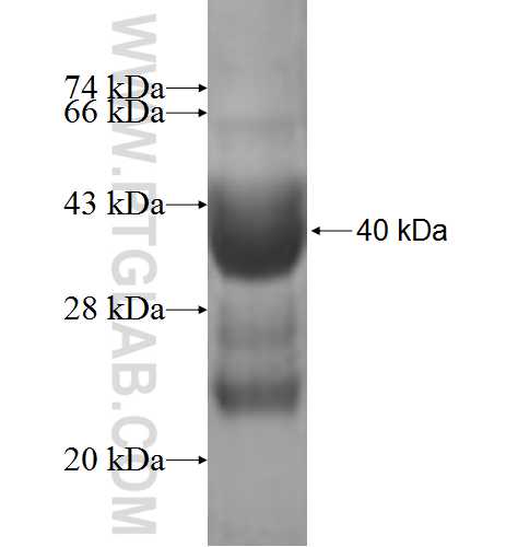 C7orf49 fusion protein ag7148 SDS-PAGE