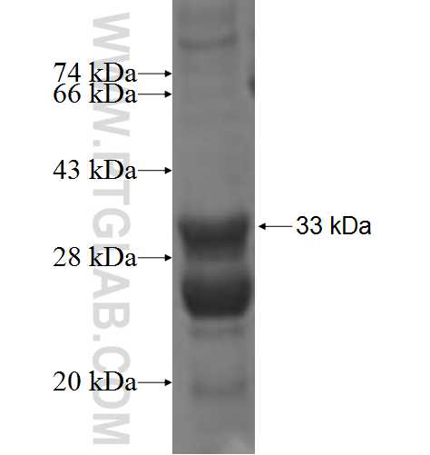 C7orf68 fusion protein ag7829 SDS-PAGE