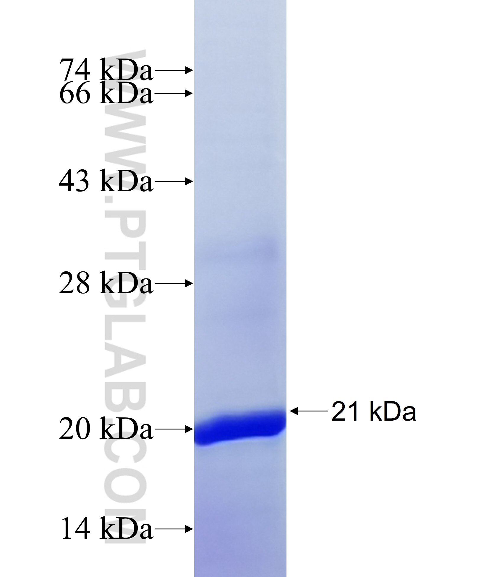 CACNG1 fusion protein ag12918 SDS-PAGE
