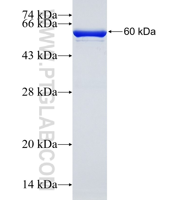 CAMK1G fusion protein ag11188 SDS-PAGE