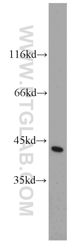 CAPG western blot WB 10194-1-AP CAPG Antibody AFCP; MCP