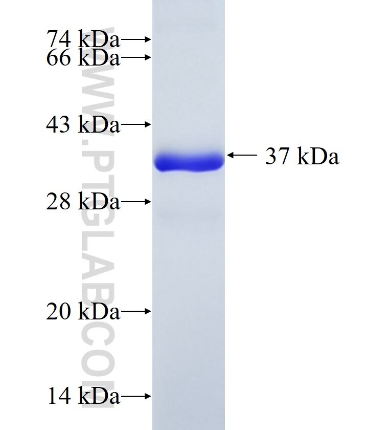 CAPZA2 fusion protein ag8650 SDS-PAGE