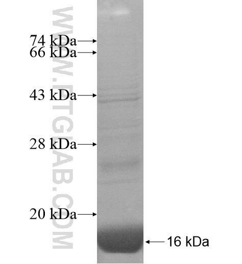 CARTPT fusion protein ag14460 SDS-PAGE