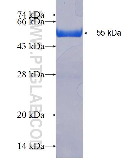 CCDC53 fusion protein ag19831 SDS-PAGE