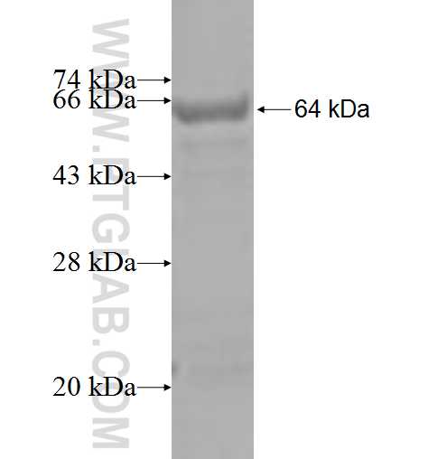 CCIN fusion protein ag5005 SDS-PAGE