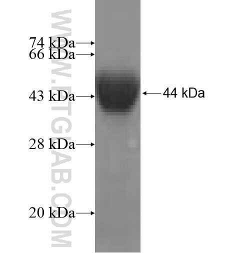 CCIN fusion protein ag5184 SDS-PAGE