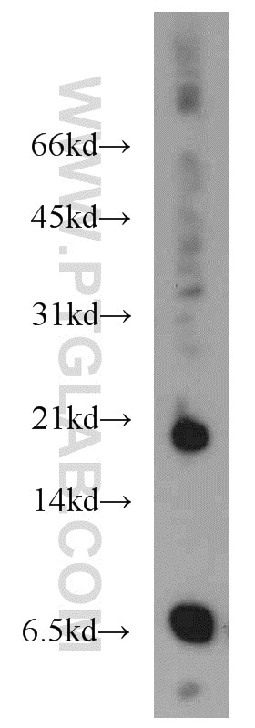 mouse heart tissue were subjected to SDS PAGE followed by western blot with 11786-1-AP(CCL11 Antibody) at dilution of 1:2000 CCL11 western blot WB 11786-1-AP CCL11 Antibody MGC22554; SCYA11