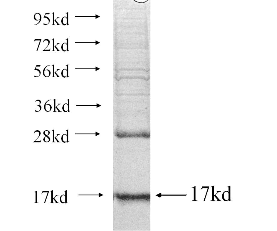 CCL2 fusion protein ag10603 SDS-PAGE