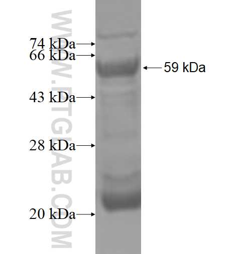 CCNA1 fusion protein ag4005 SDS-PAGE