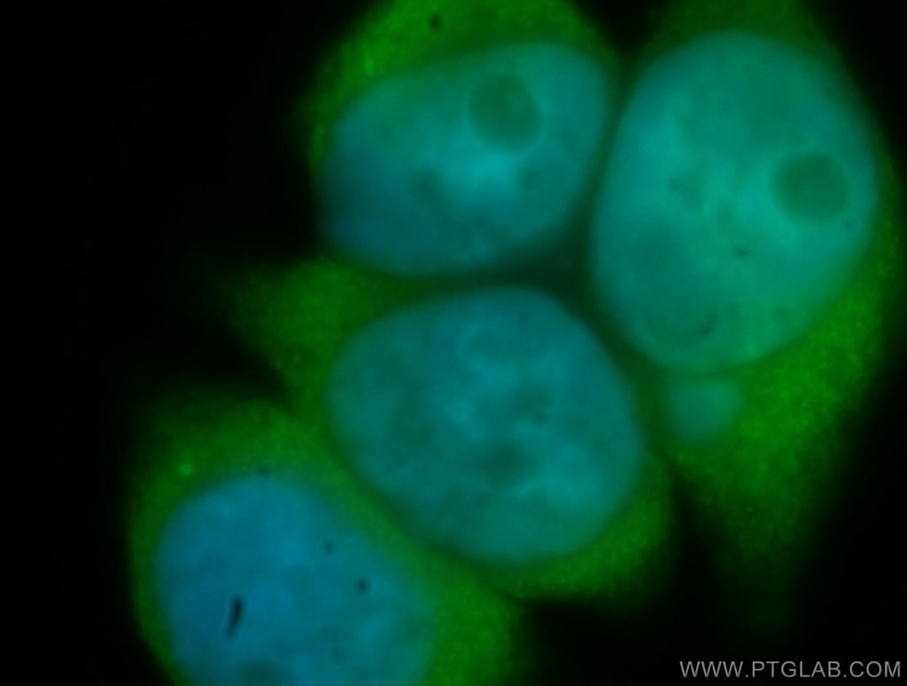 CCND2 Immunofluorescence IF 10934-1-AP CCND2 Antibody KIAK0002; MGC102758