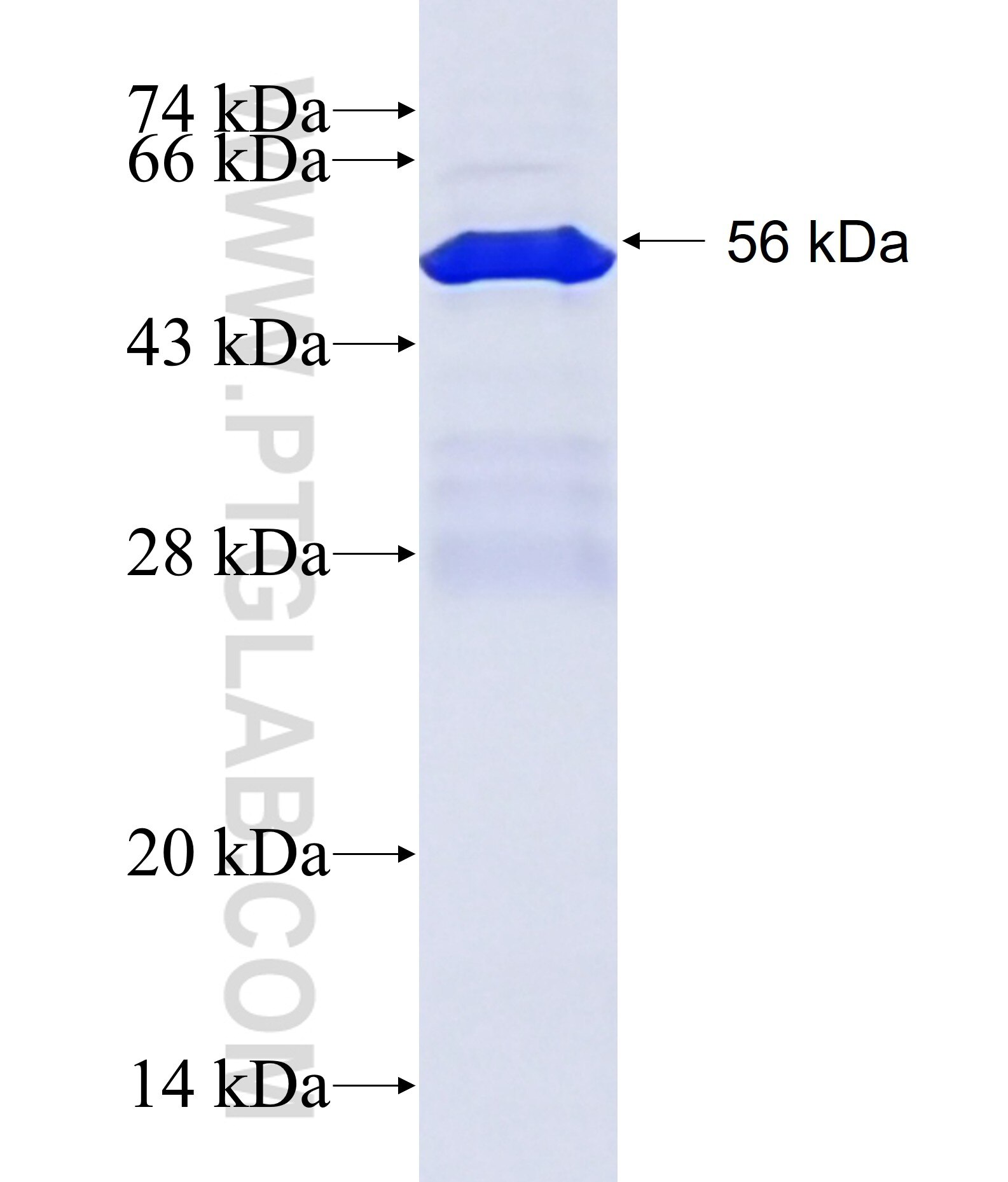 cyclin E fusion protein ag2110 SDS-PAGE