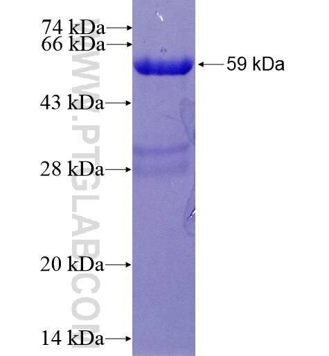 CCT4 fusion protein ag16128 SDS-PAGE