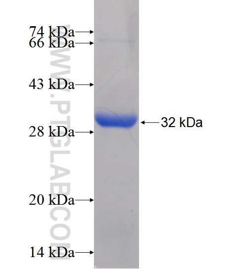 CD226 fusion protein ag12403 SDS-PAGE