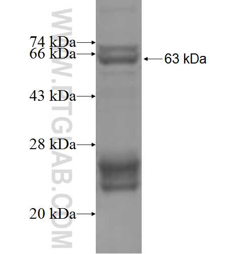 CDC2L6 fusion protein ag4903 SDS-PAGE