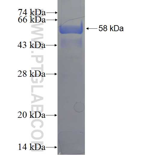 CDC37 fusion protein ag0267 SDS-PAGE