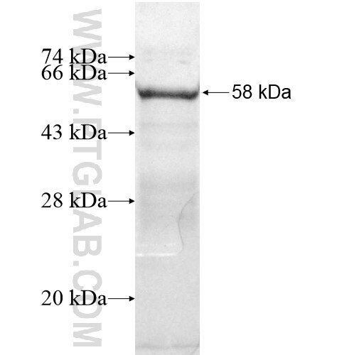 CER1 fusion protein ag12898 SDS-PAGE