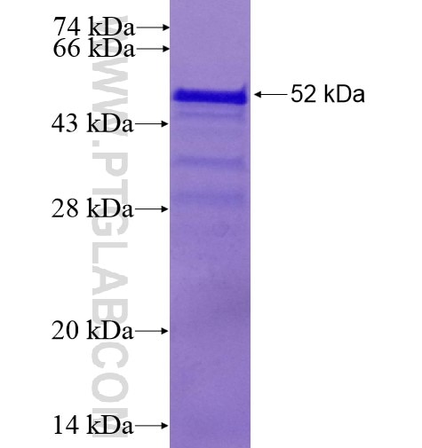 CHCHD6 fusion protein ag14700 SDS-PAGE