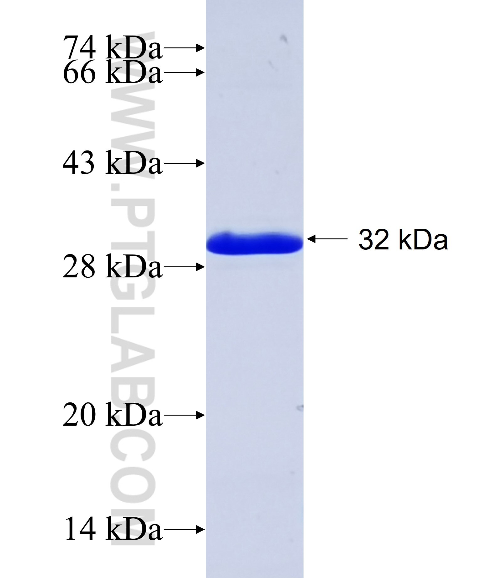 CHMP1A fusion protein ag8376 SDS-PAGE