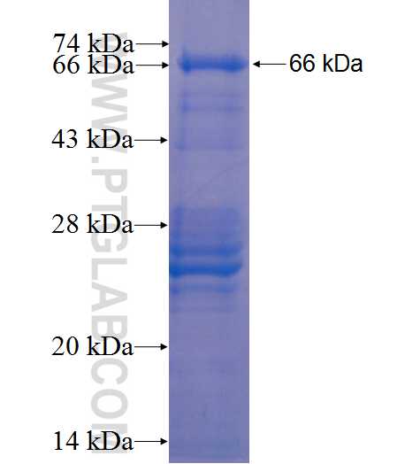 CHRDL1 fusion protein ag7549 SDS-PAGE
