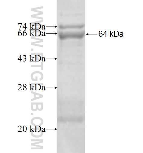 CHST15 fusion protein ag5679 SDS-PAGE