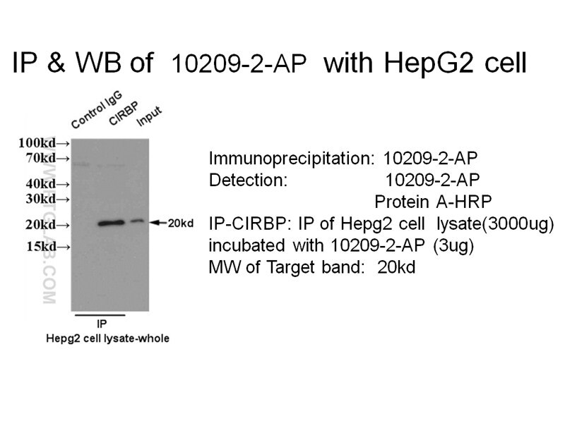 CIRBP IP 10209-2-AP CIRBP Antibody CIRP