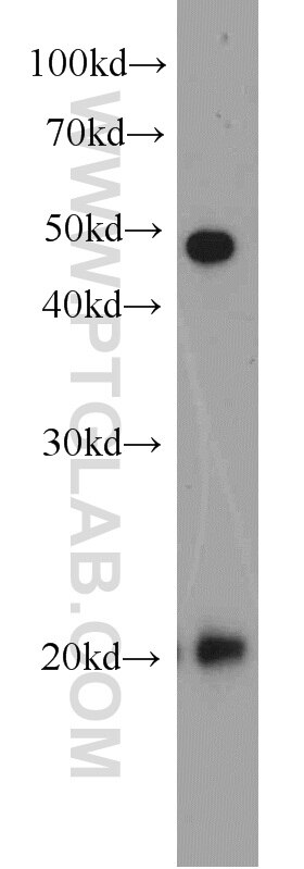 CIRBP western blot WB 10209-2-AP CIRBP Antibody CIRP