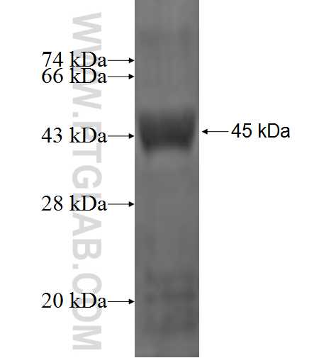 CLCA2 fusion protein ag1393 SDS-PAGE