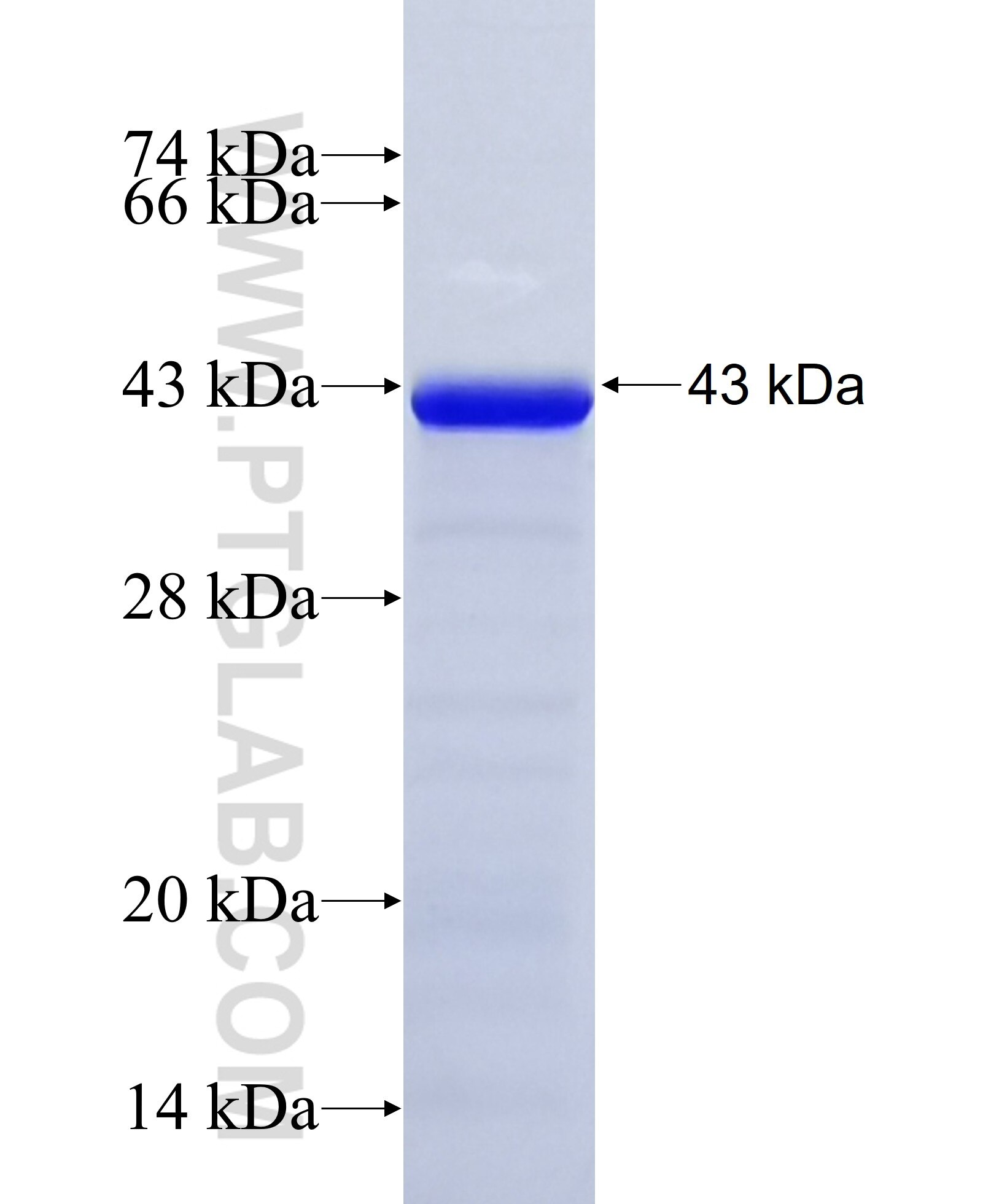 CLCA2 fusion protein ag5914 SDS-PAGE