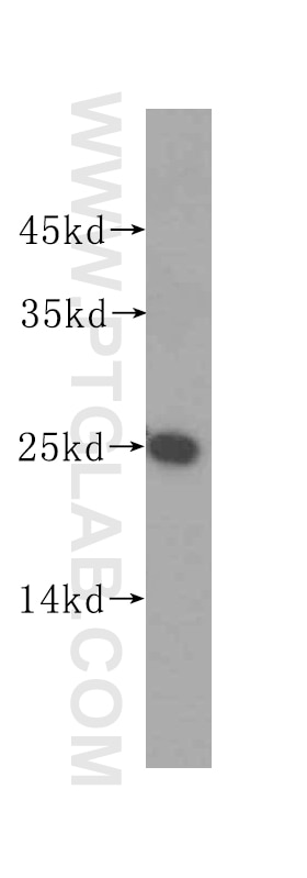 HeLa cells were subjected to SDS PAGE followed by western blot with 16196-1-AP(CLDN9-specific Antibody) at dilution of 1:100 CLDN9-specific western blot WB 16196-1-AP CLDN9-specific Antibody