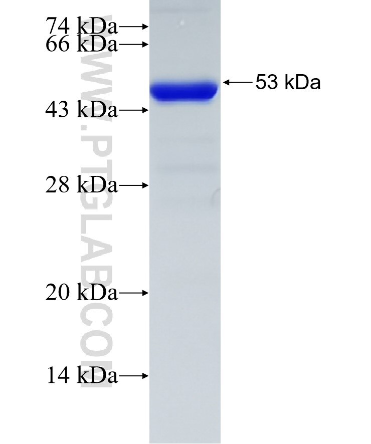 CNP fusion protein ag4227 SDS-PAGE