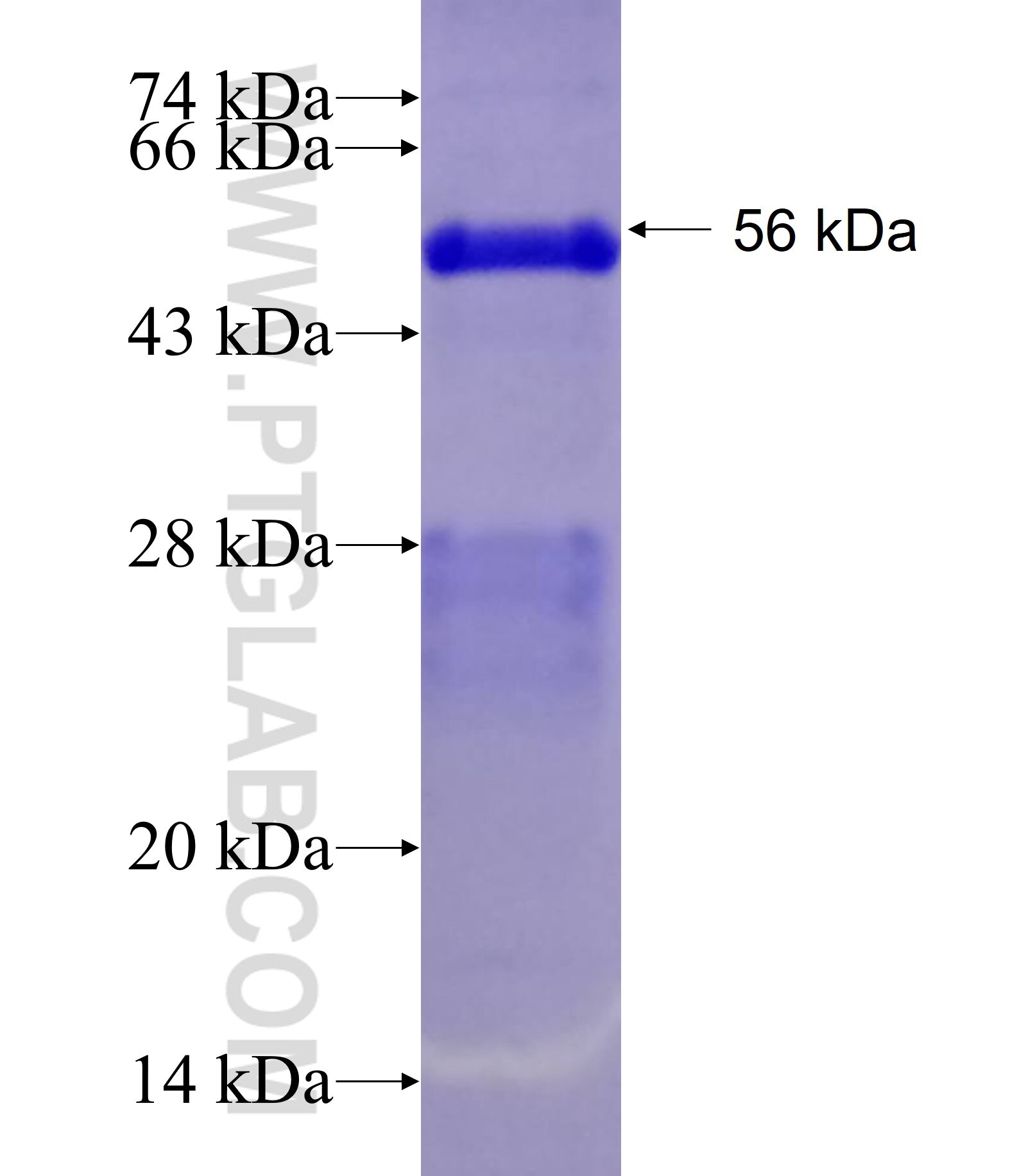 COASY fusion protein ag3651 SDS-PAGE