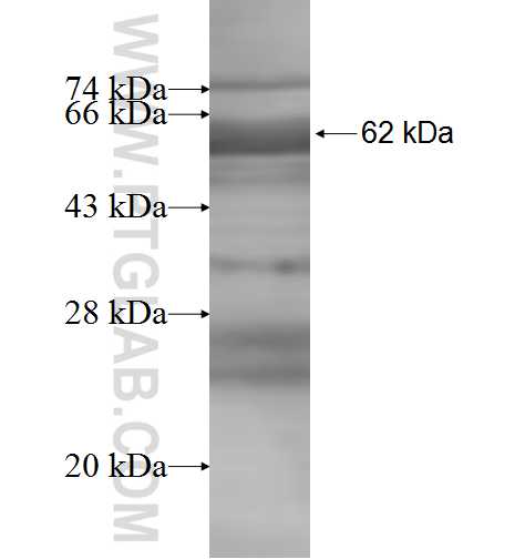 COL27A1 fusion protein ag8140 SDS-PAGE