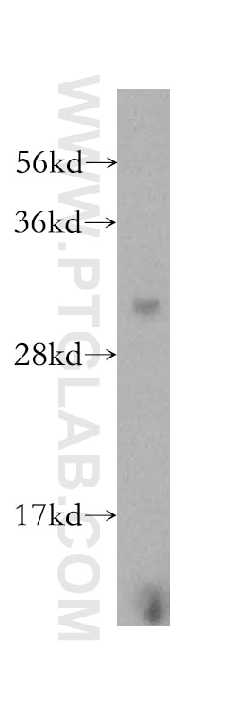 COPS7A western blot WB 16628-1-AP COPS7A Antibody CSN7A; MGC110877