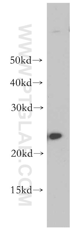 COX2 western blot WB 55070-1-AP COX2 Antibody MTCO2