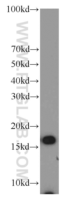 COX4I2 western blot WB 11463-1-AP COX4I2 Antibody COX4; COX4-2; COX4B; COX4L2; COXIV-2; dJ857M17.2