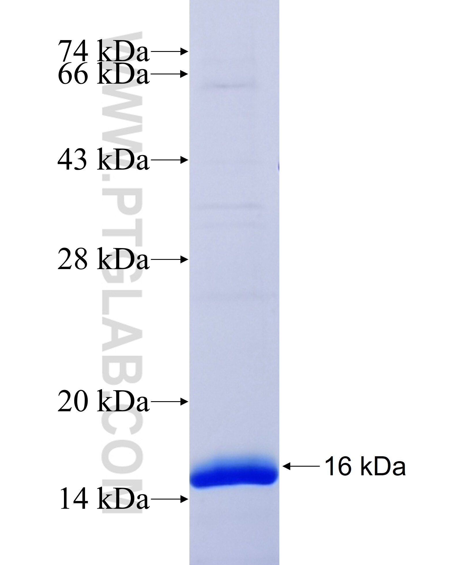 COX7A2L fusion protein ag18768 SDS-PAGE